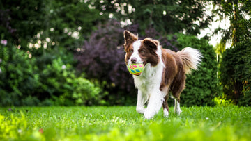 Flea and Tick Prevention for Dogs – A Comprehensive Guide