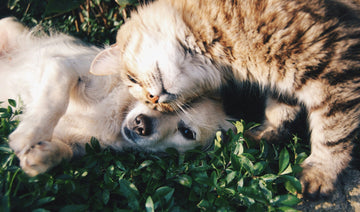 Flea and Tick Natural Remedies: Do They Really Work?
